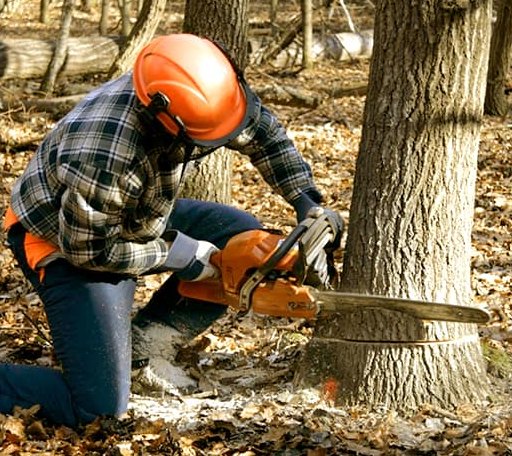 Tree Removal in Andover, NH